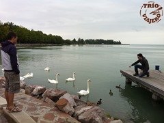 hungria balaton lago cisnes thumb